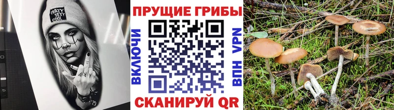 Псилоцибиновые грибы ЛСД  где найти   Алатырь 